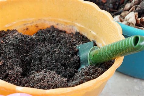 Potting Soil 101: A Beginner's Guide to Garden Magic